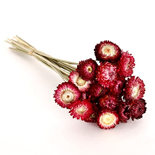 40PCS Natural Dried Chrysanthemum Daisy Bouquet with Stems - Burgundy