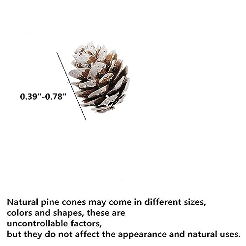 180 PCS Mini Frosted Pine Cones, 2cm Rustic White Snow Pinecone Ornaments
