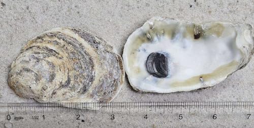 Natural Oyster Shells for Crafts and Decor, 3-4 Inch, 12 Pack
