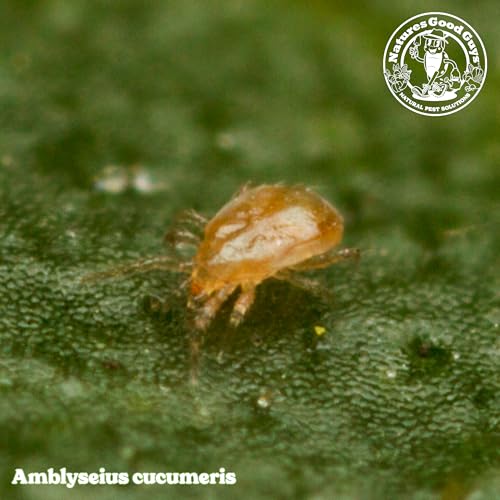 Predatory Mite Hanging Sachets for Thrips and Spider Mite Control