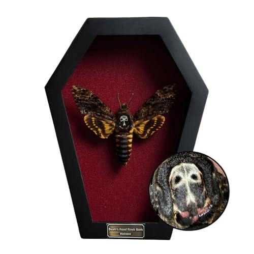 Real Death Head Moth in Coffin Frame, Gothic Taxidermy Wall Decor