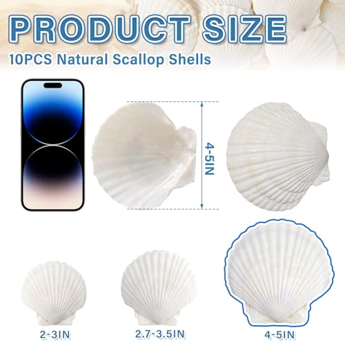 Natural White Scallop Shells for Crafts & Baking - 4 to 5 Inch (10 Pack)