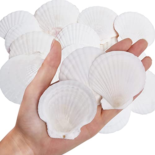 Natural White Scallop Shells (30 Pack, 2-3") for DIY Crafts & Beach Decor