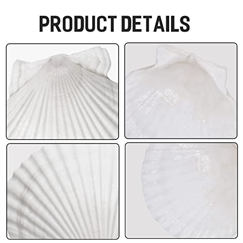 Large Natural White Scallop Shells (10 Pack, 4-5 Inch) for Crafts & Baking