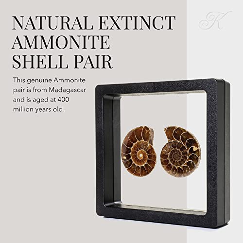 Natural Polished Madagascar Ammonite Shell Pair - Fossil Mineral Stone