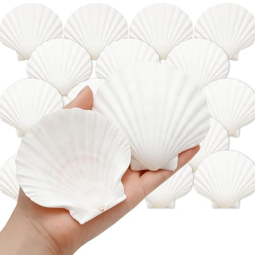 Natural Large Scallop Shells 20 Pack (3.5-4 Inch) for DIY Crafts & Beach Decor
