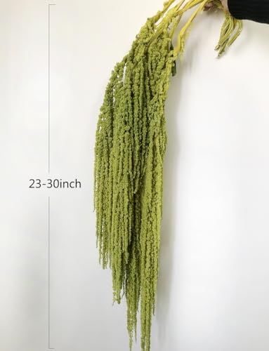 5 Pcs Natural Preserved Hanging Amaranthus Flowers, 23-30 Inch Spring Green