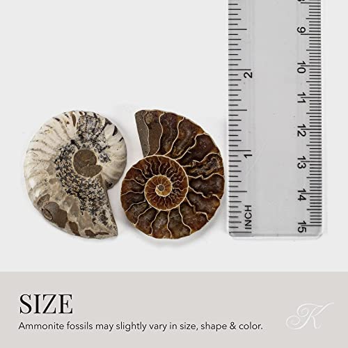Natural Polished Madagascar Ammonite Shell Pair - Fossil Mineral Stone