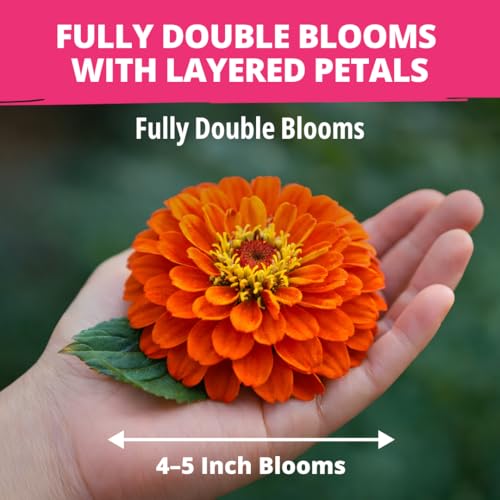 HOME GROWN Zinnia Dahlia Seeds Pack | 524 Non-GMO Vibrant Flower Seeds