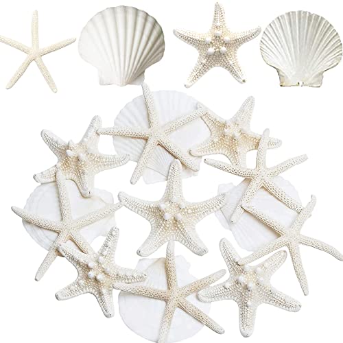 12-Piece Natural Starfish & Scallop Shells (3-4 Inch) for DIY Crafts