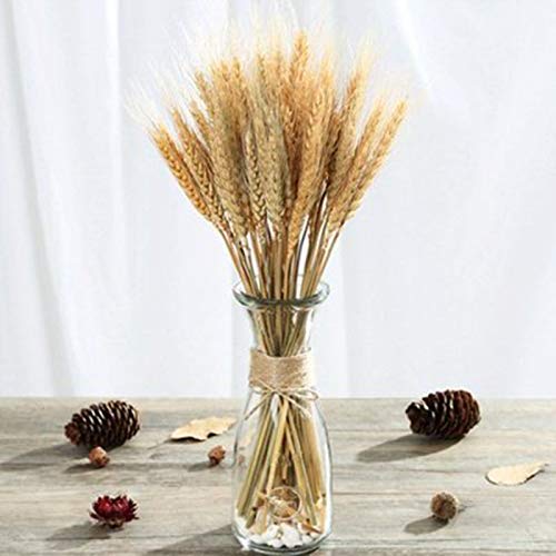 300 Stems Natural Dried Wheat Stalks, 16 Inch Wheat Sheaves for Decor