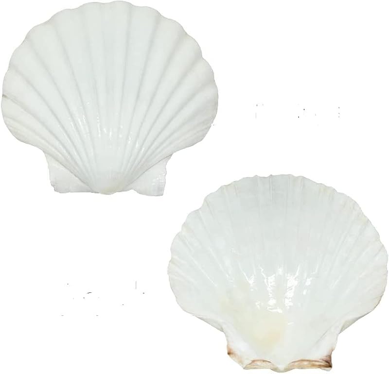 Large Natural Scallop Shells 4-5 Inch (10 Pack) for Crafting & Baking