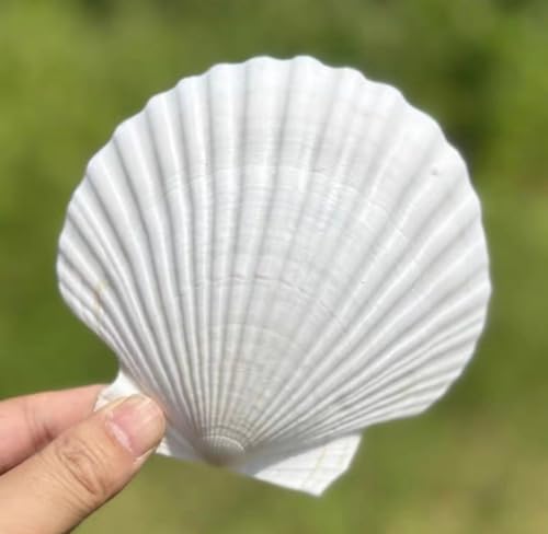 Large Natural Scallop Shells 4-5 Inch (10 Pack) for Crafting & Baking