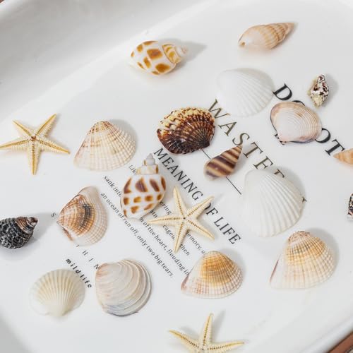 1200 Pcs Natural Mini Seashells & Small Starfish for DIY Crafts & Decor
