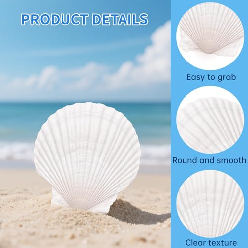 36 Pack Natural White Scallop Shells (2-3 Inch) for Crafts & DIY Decor