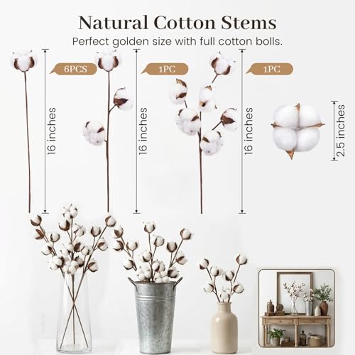 Natural Dried Cotton Stems for Vase Fillers & DIY Crafts - 8 Pack (16-Inch)
