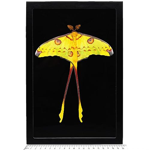 Framed Madagascar Comet Moth Specimen - Argema Mittrei Display