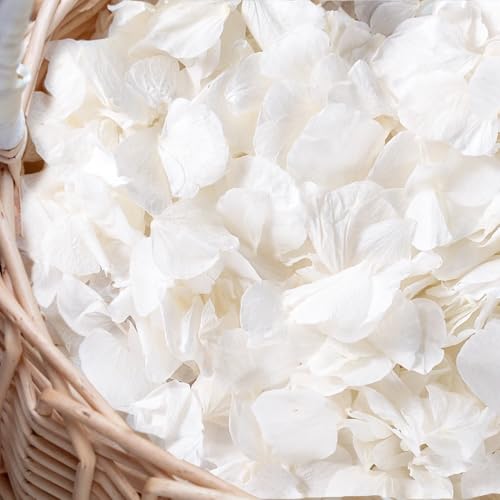 3000+ Real Dried Hydrangea Flower Petals, Ivory White Wedding Confetti