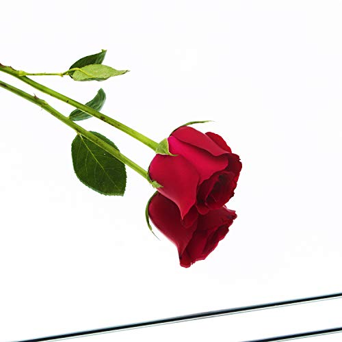 12x12 Inch Frameless Glass Mirror Tiles - DIY Wall Mounted Set (12 Pack)