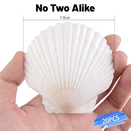 Natural Scallop Shells 3 Inch (20 Pack) - White Seashells for Crafts & Decor
