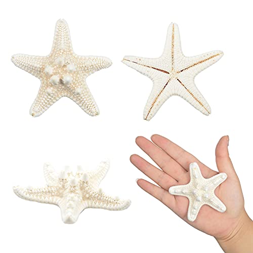 Natural Mixed Starfish Set (12-Piece, 2-6 Inch) - DIY Beach Decor