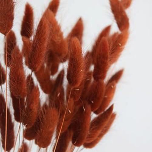 100pcs Dried Bunny Tail Grass Stems - 17 Inch Burnt Orange Boho Decor