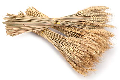 300 Stems Natural Dried Wheat Stalks, 16 Inch Wheat Sheaves for Decor