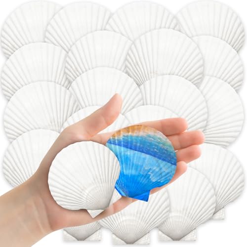 32-Pack Natural White Scallop Shells (2"-3") - Bulk Seashells for Crafts & Decor