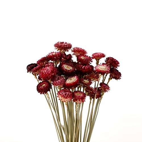40PCS Natural Dried Chrysanthemum Daisy Bouquet with Stems - Burgundy