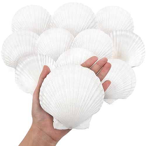Large Natural Scallop Shells 4-5 Inch (10 Pack) - White Seashells for Crafts