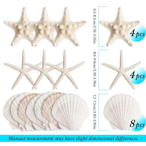 Natural Starfish & Scallop Shell Set for DIY Crafts & Decor (16 Pcs, 2.6"-3.8")