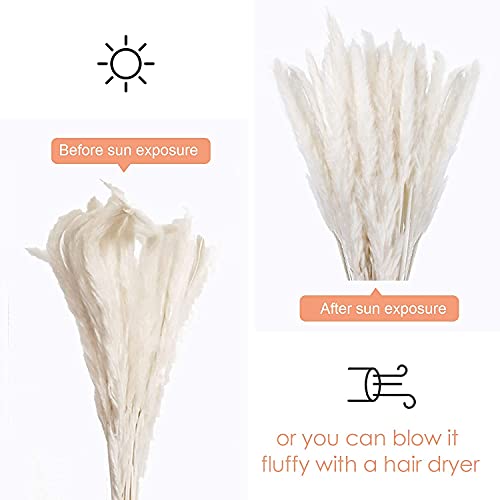 30 Pcs Natural Dried White Pampas Grass - 17 Inch Fluffy Floral Decor