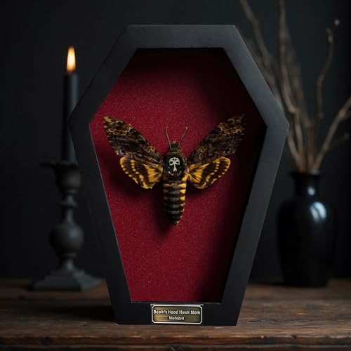 Real Death Head Moth in Coffin Frame, Gothic Taxidermy Wall Decor