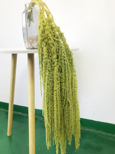 5 Pcs Natural Preserved Hanging Amaranthus Flowers, 23-30 Inch Spring Green