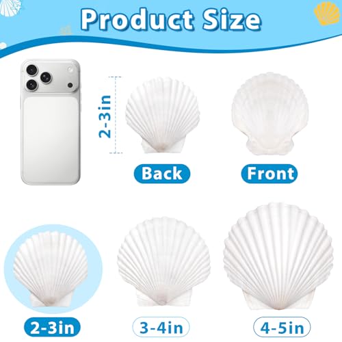 Natural White Scallop Shells for DIY Crafts & Painting - 2-3 Inch, 20 Pack