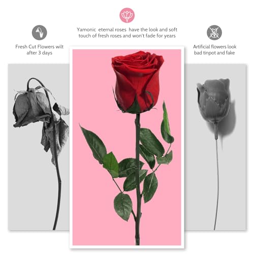 Preserved Real Rose Gift for Her - Eternal Handcrafted Flower in Gift Box