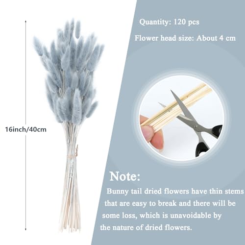 120pcs Blue Bunny Tails Dried Flowers, 16in Natural Lagurus Ovatus Grass