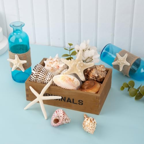 15-Piece Large Natural Seashells & Starfish Set for DIY Crafts & Decor