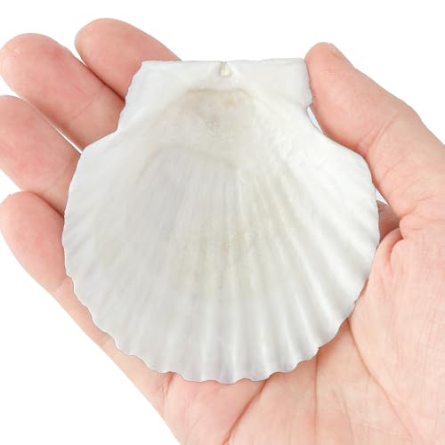 Natural Scallop Shells 3 Inch (20 Pack) - White Seashells for Crafts & Decor