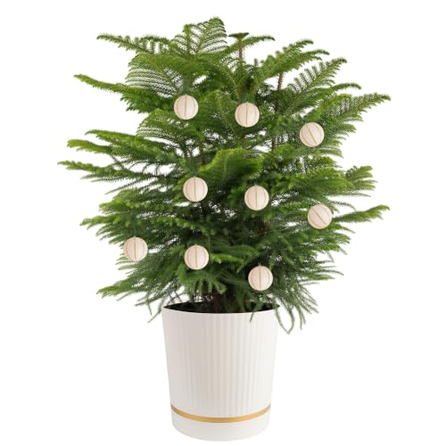 Costa Farms Norfolk Island Pine Live Indoor Christmas Tree - 3-4 Ft, White/Gold