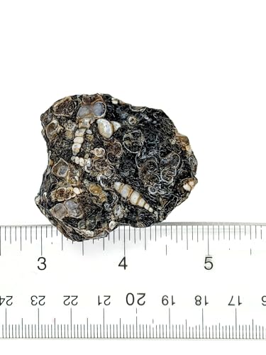 3 lbs Bulk Rough Agate, Jasper, and Petrified Wood Stone Mix, 1-2 Inch
