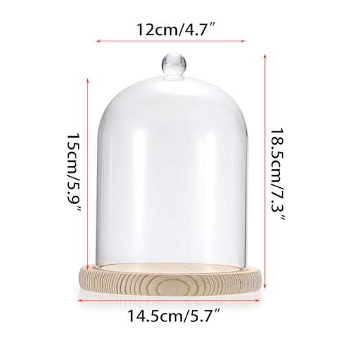 Clear Glass Display Dome Cloche with Wood Base, 7.3-inch Decorative Jar
