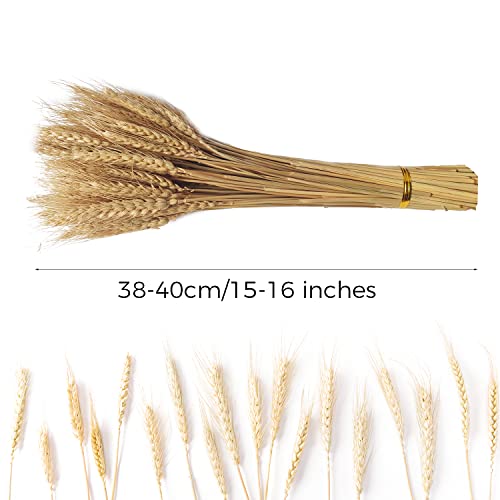 100 Stems Natural Dried Wheat Stalks for Home Decor and Floral Crafts