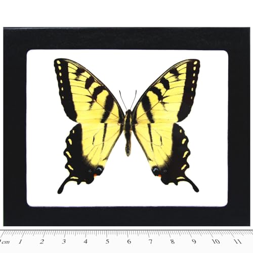 Framed P. glaucus Butterfly Specimen - 5x4 Inch Riker Mount Display