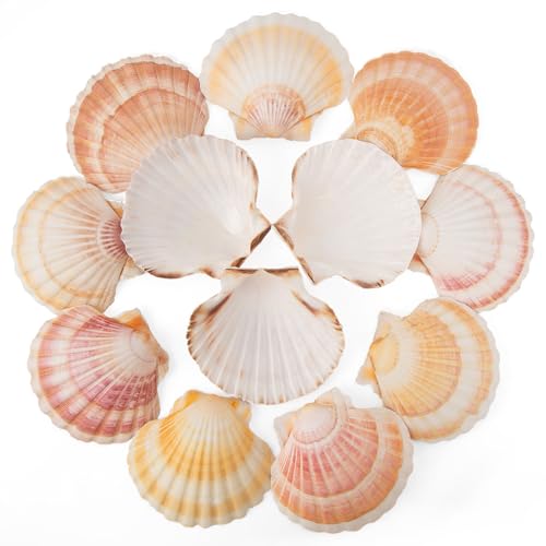 Natural Large Scallop Shells for Crafts & Decor - 10 Pack, 4-4.5 Inch