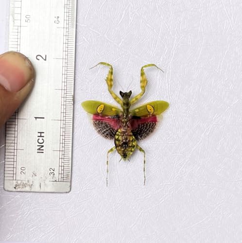 Real Framed Jewelled Flower Mantis Taxidermy - 4.7-inch Wooden Shadow Box