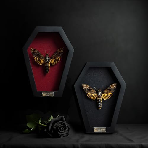 Real Death Head Moth in Coffin Frame, Gothic Taxidermy Wall Decor