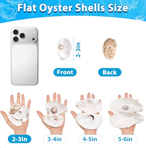 Natural Cleaned Flat Oyster Shells for Crafts & Decoupage, 2-3" (30 Pack)