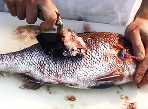 Kataneki Shoji PTYGRACE Scale Remover, New Scale Scale Remover, Large, Made in Japan