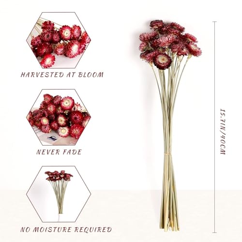 40PCS Natural Dried Chrysanthemum Daisy Bouquet with Stems - Burgundy